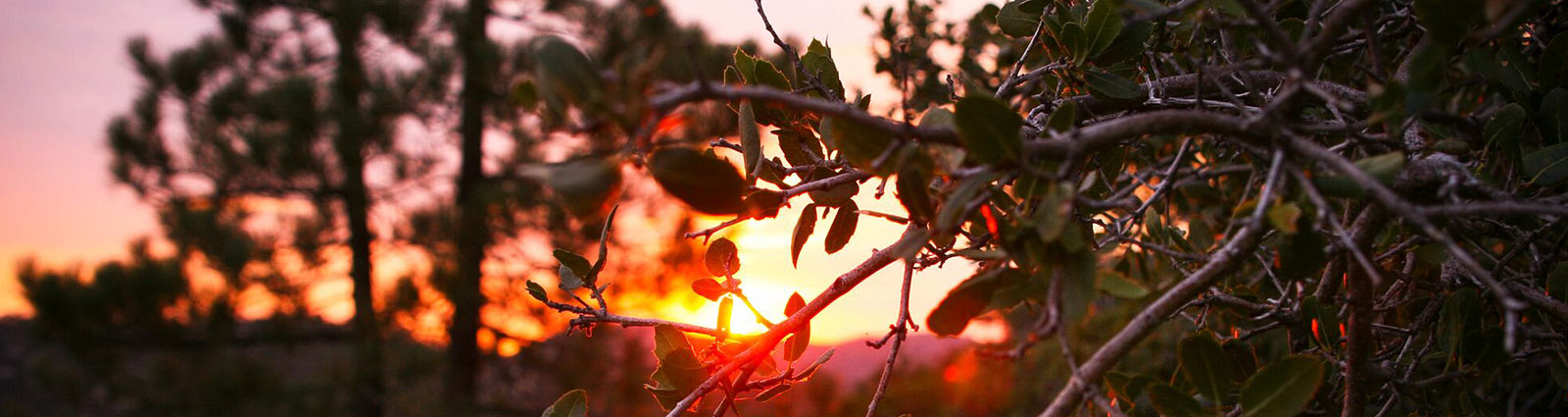 sunrise through trees