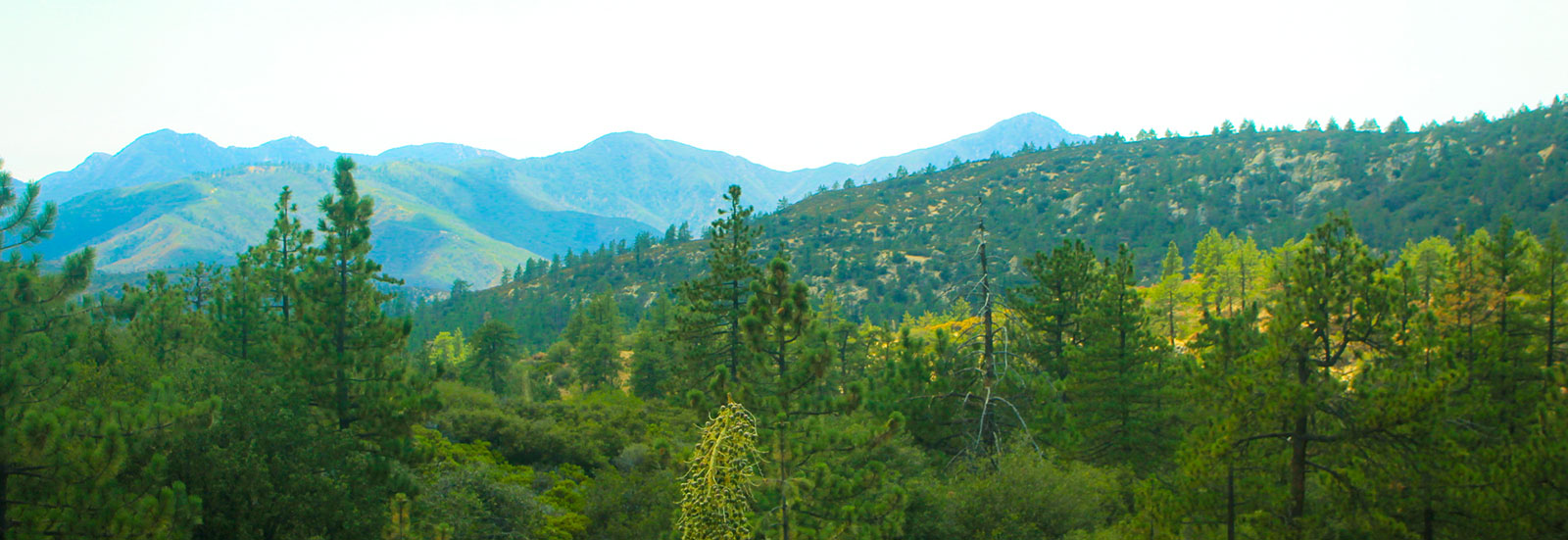 ACCC_BigGiveBackground_Banner